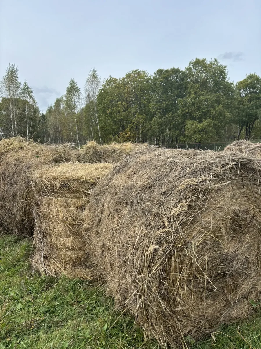 Скошенное сено в поле